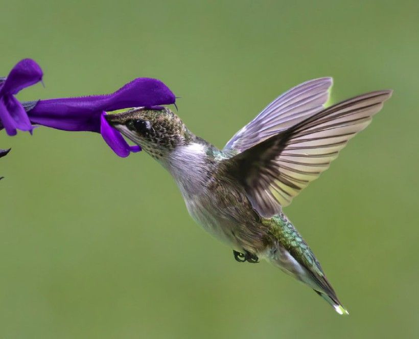 Photo by Thomas Kalina A hummingbird feeding on a purple flower