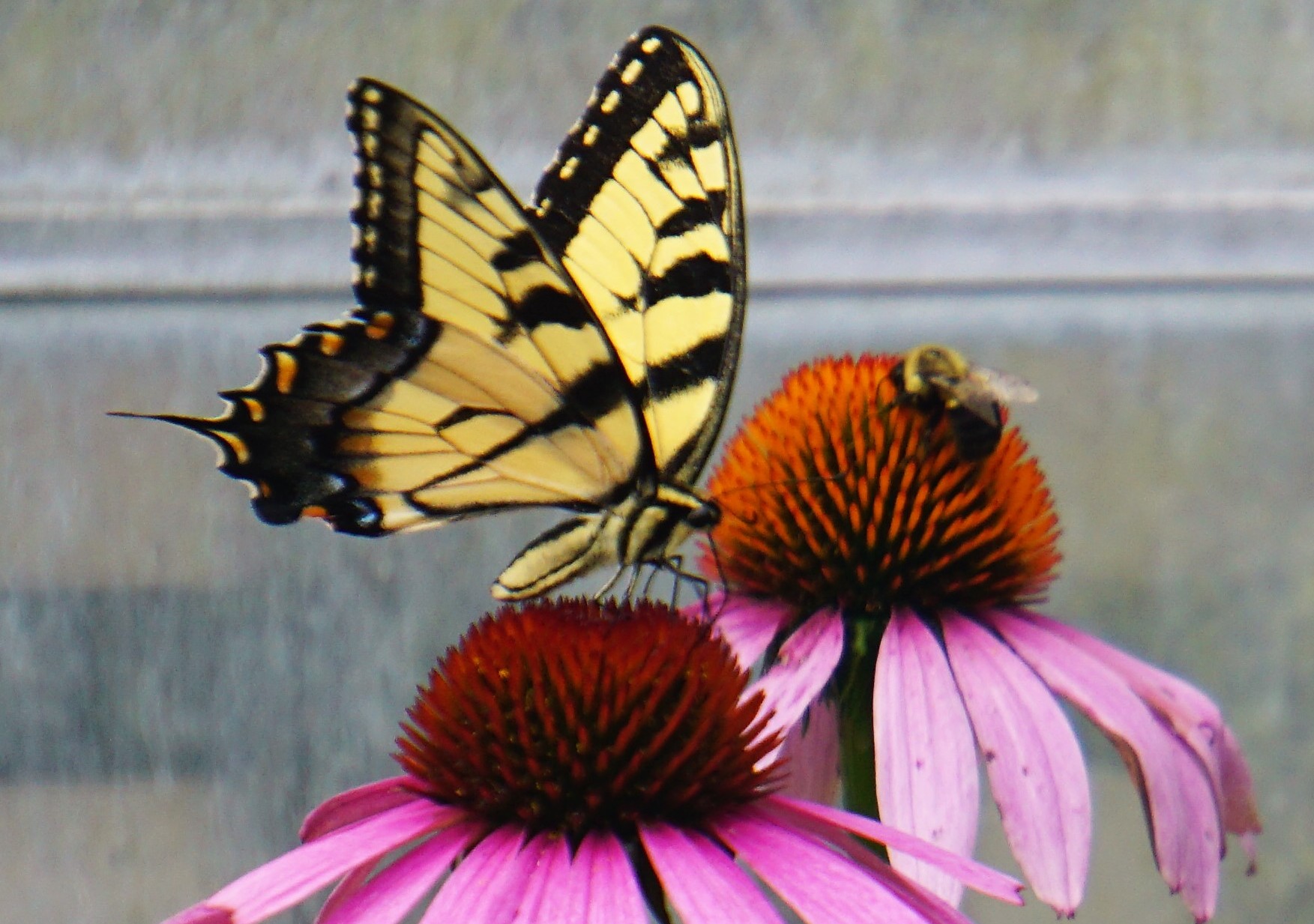 Swallowtail butterfly on a purple coneflower