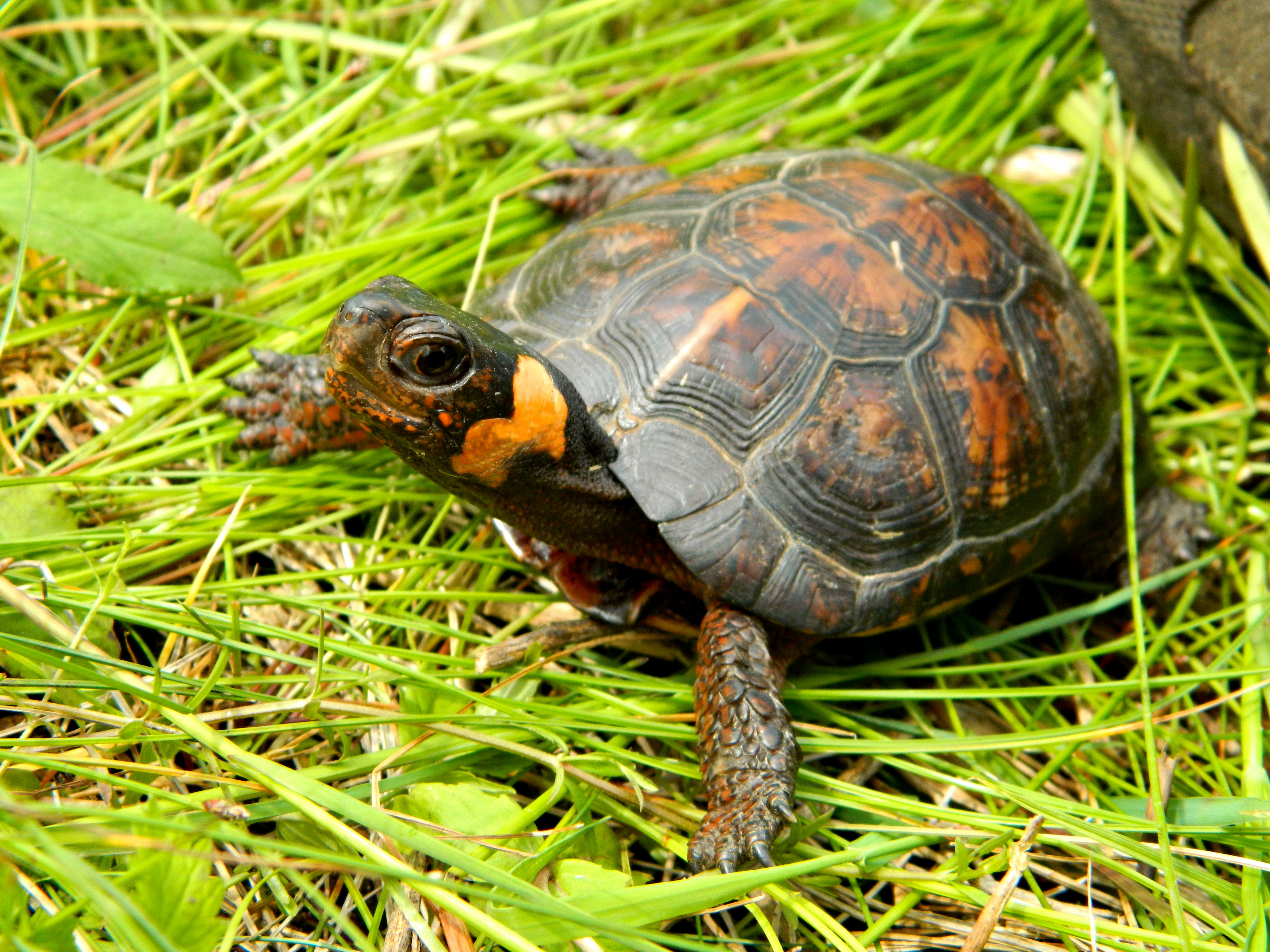 A close up image of a brown and orange colors Bog Turtle in bright green grass.