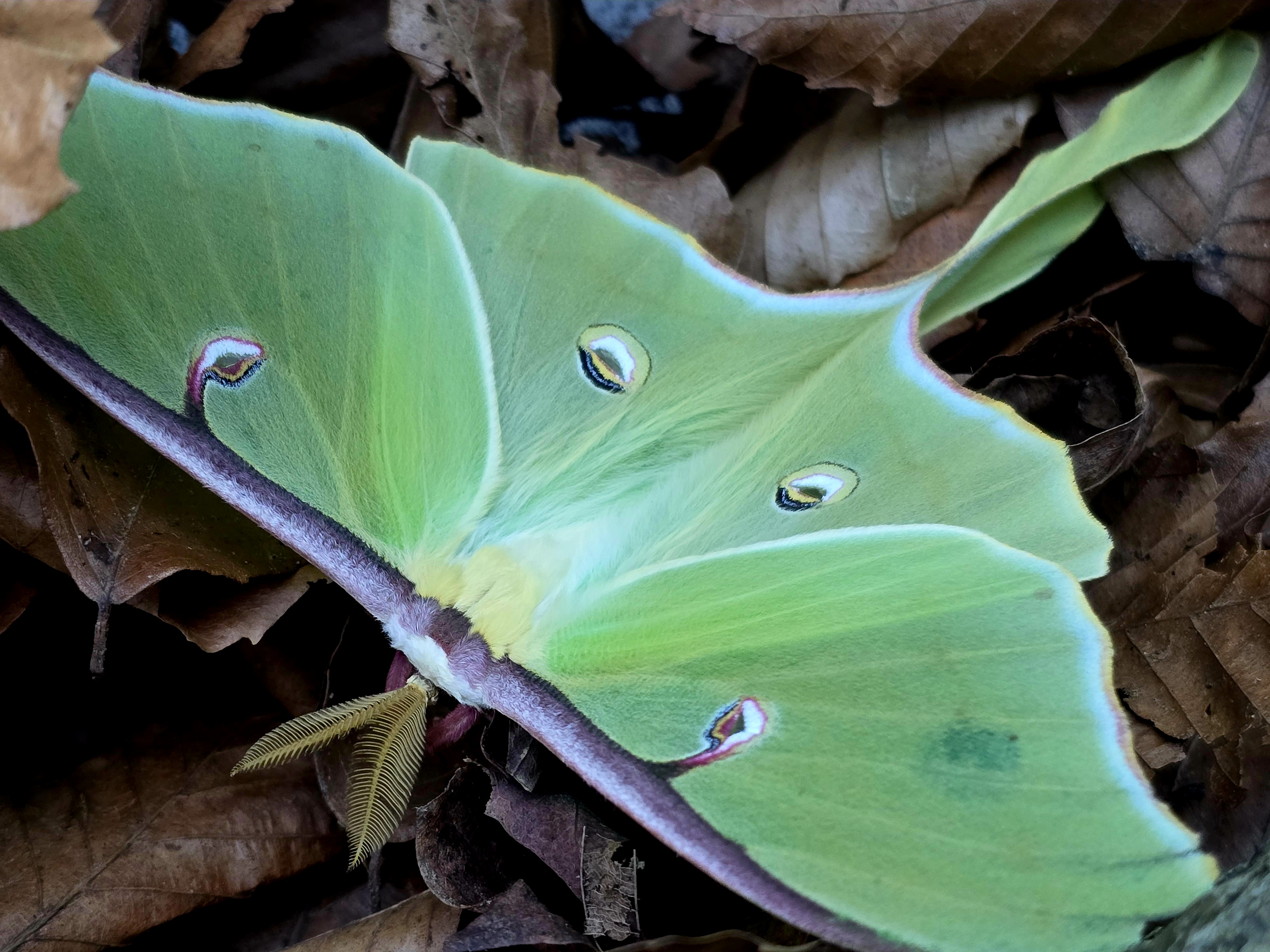 A close up photo of a beautiful luna moth which has green wings with speckled white and red spots.