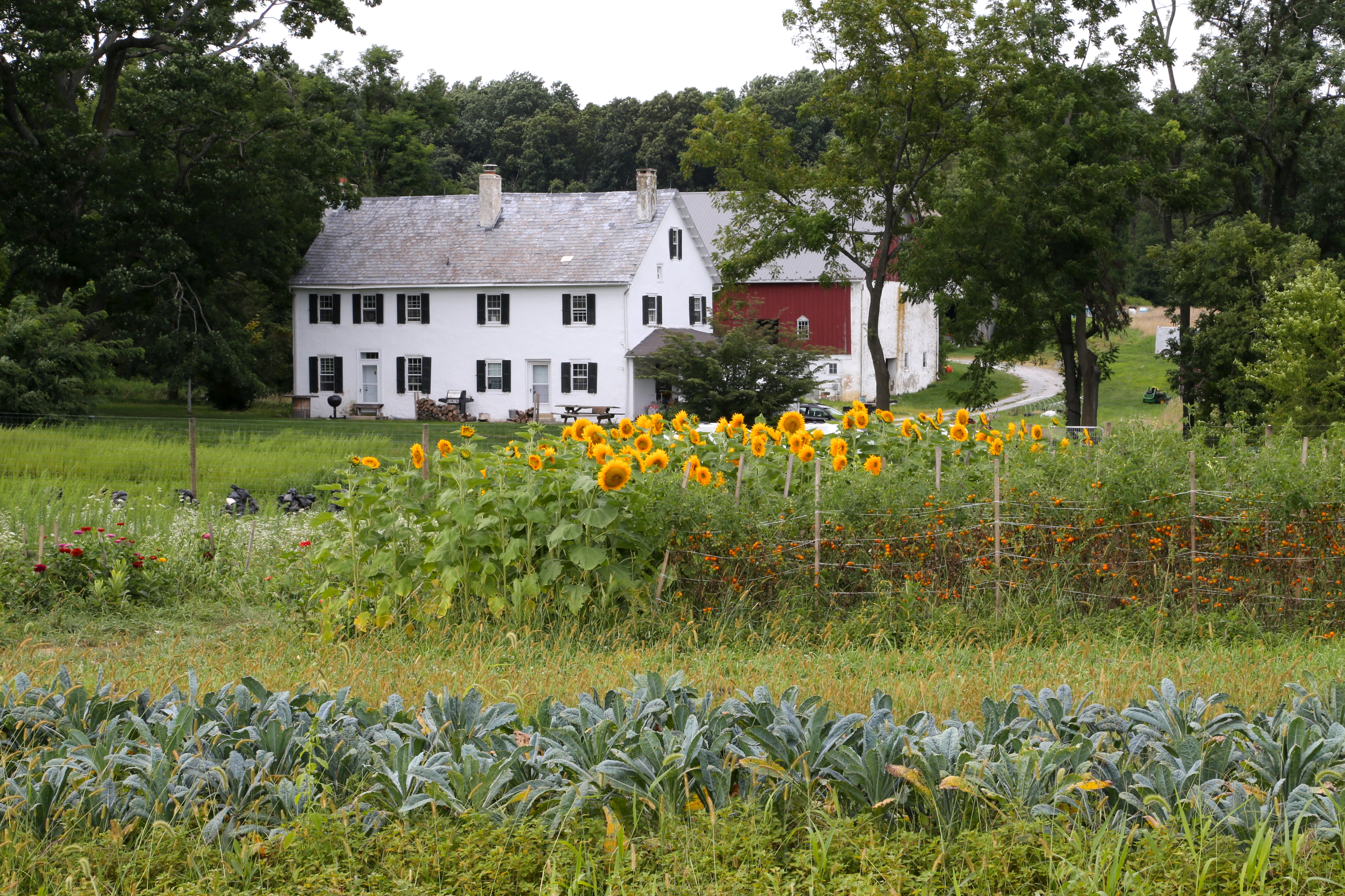 A old white home with a red barn behind it seen amongst a field of blooming green plants and sunflowers.