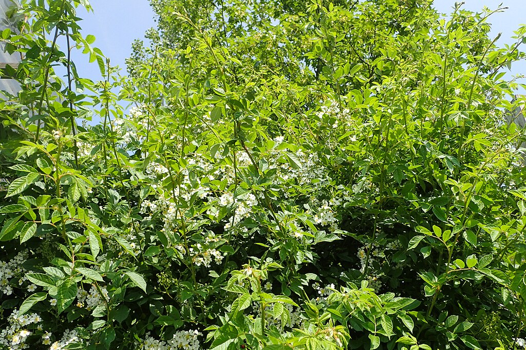 horizontal photo of a dense thicket of plants