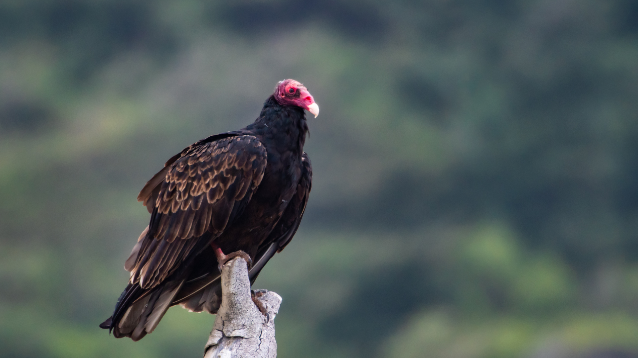 Turkey vulture sitting on a branch.