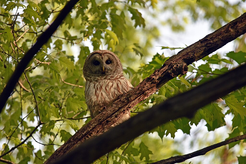 landscape photo of an owl sitting on a tree branch with green leaves behind it while the owl stares directly at the camera