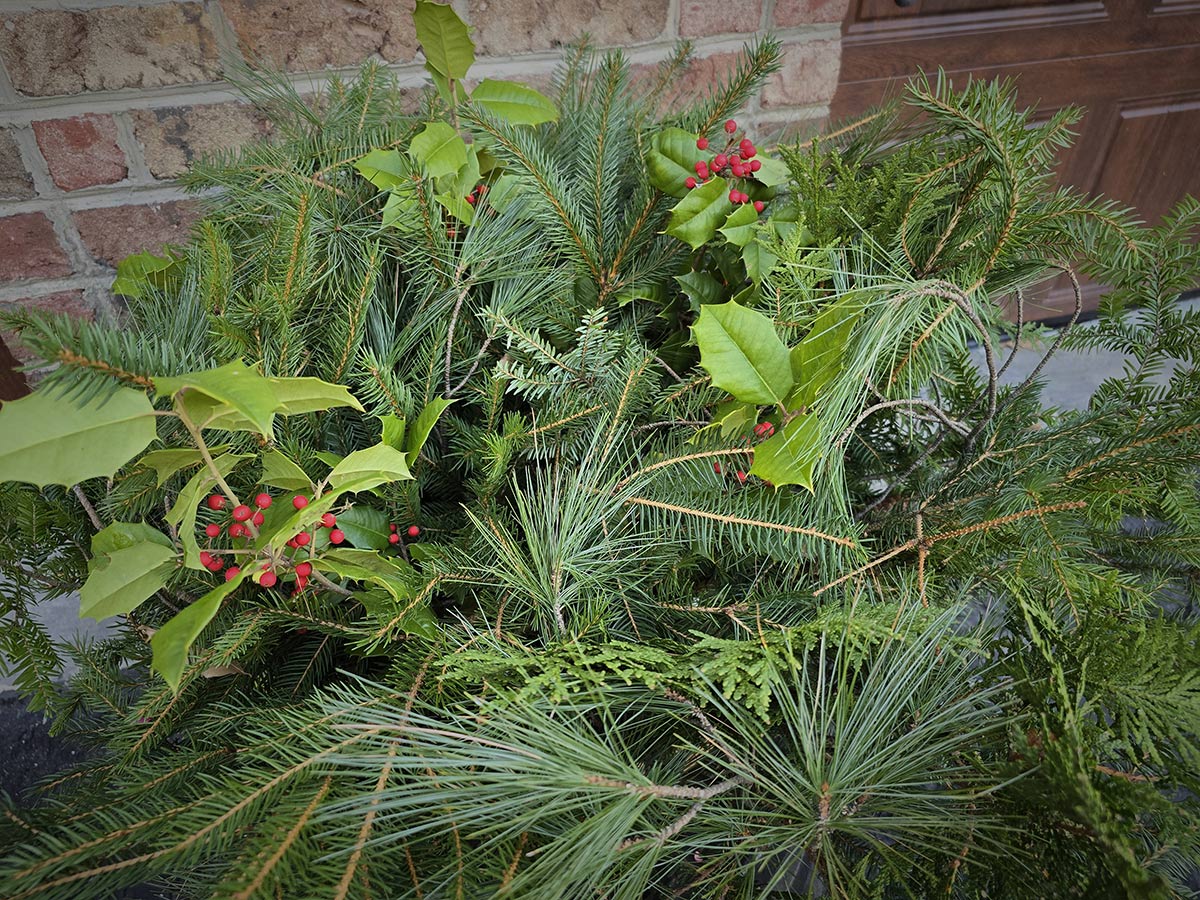 Close shot of evergreen and holly leaves