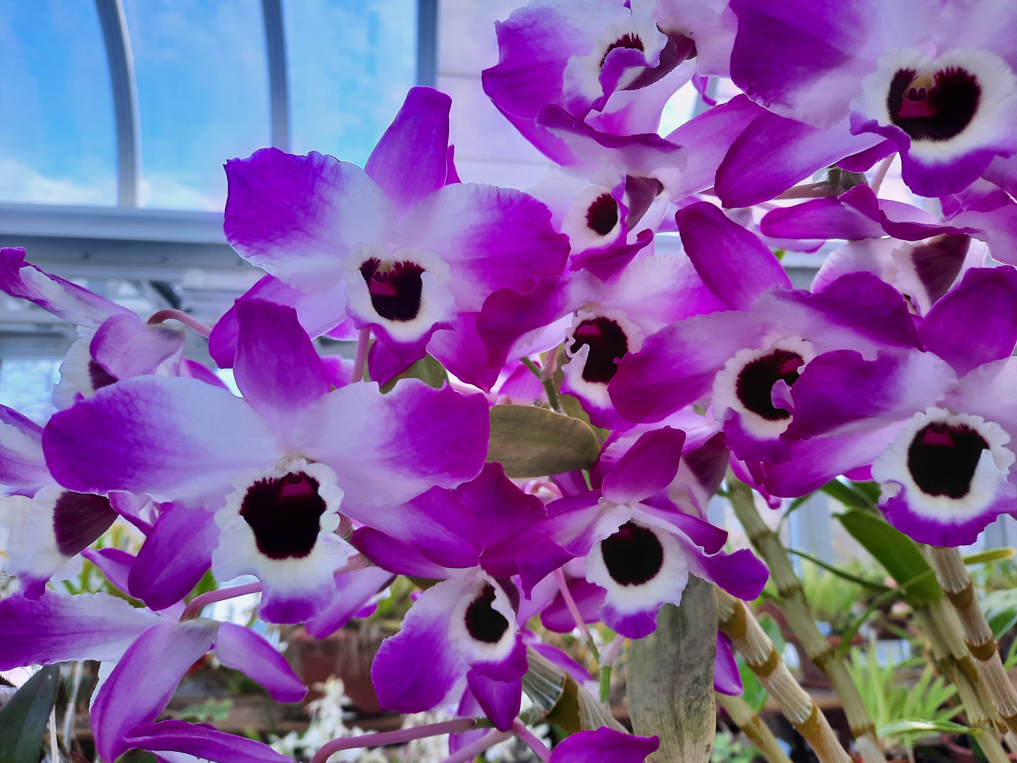 Purple and white orchids in a green house