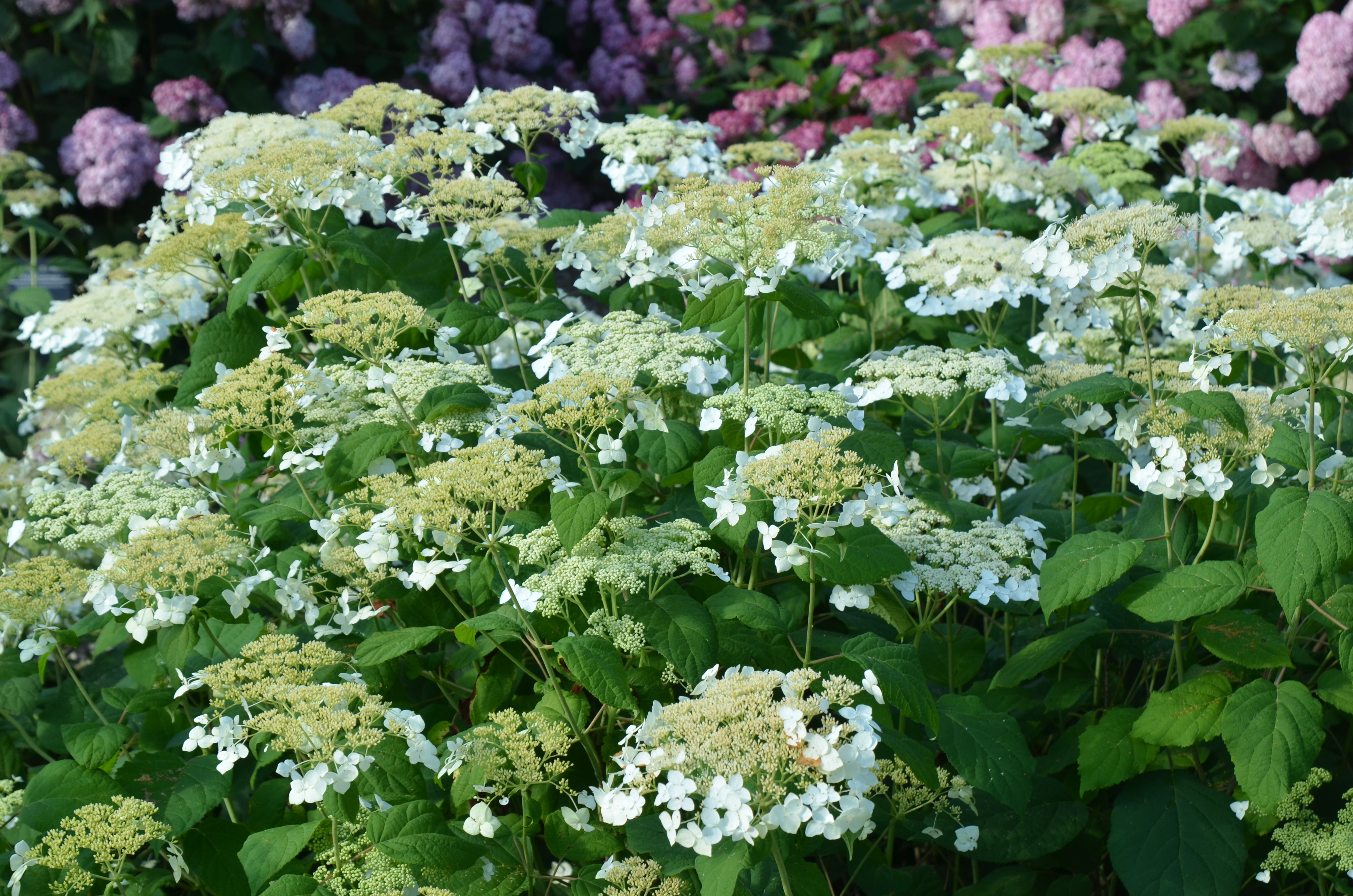 White Hydrangea