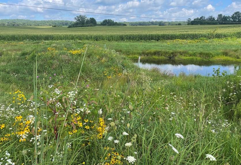 Field of wild flowers over looking a pond