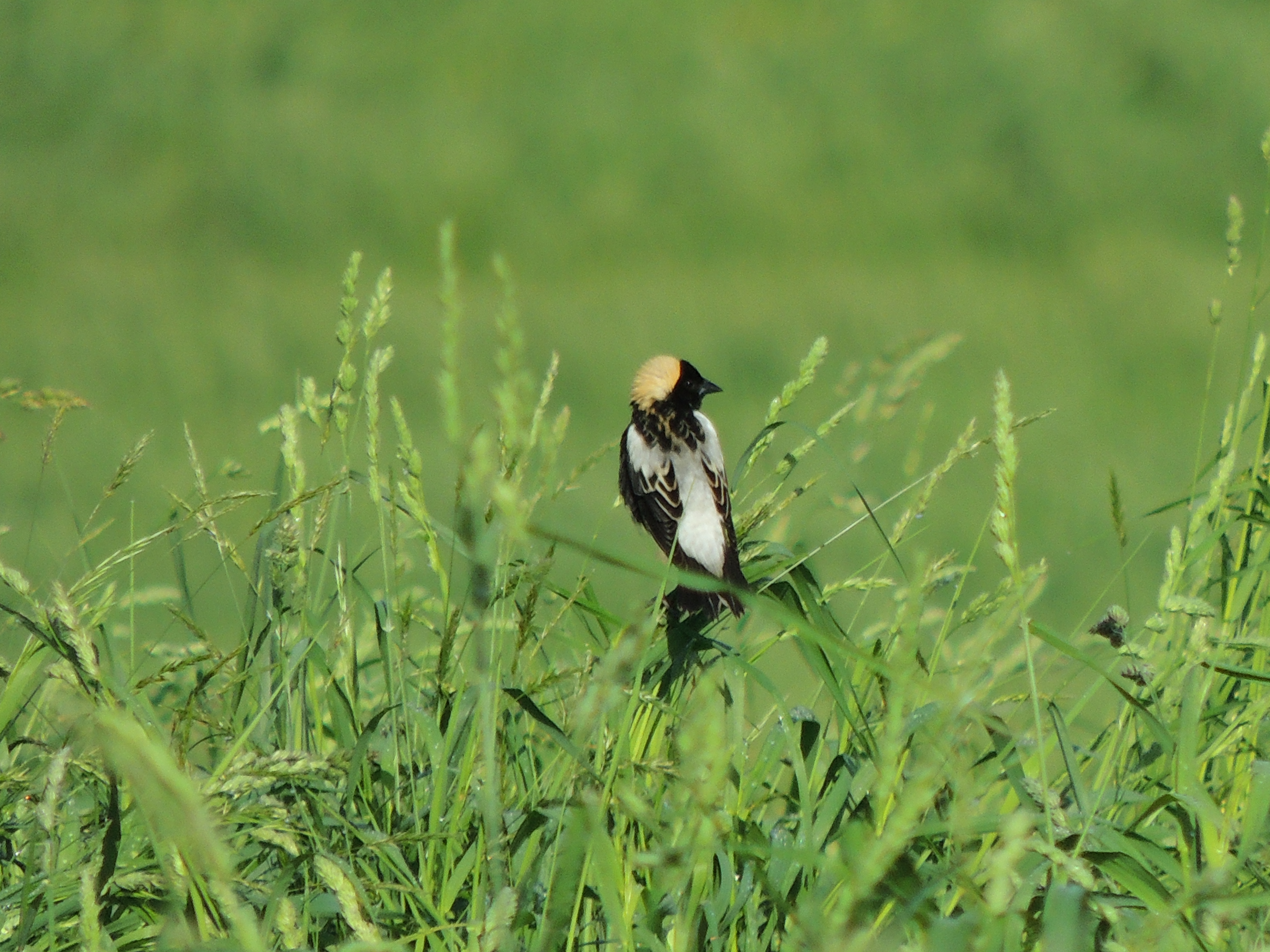 Bobolink, a native bird, in a grassy area by John Goodall of the Brandywine Conservancy