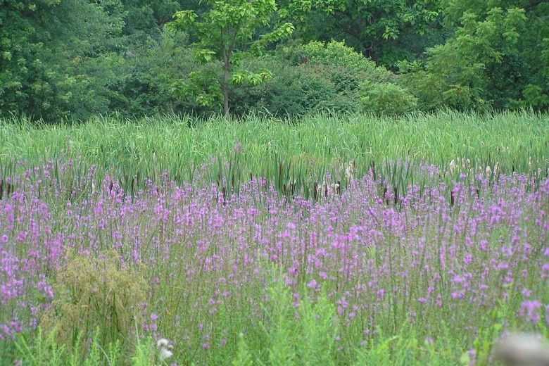 Purple loosestrife invading a wetland in Embreeville, Chester County.