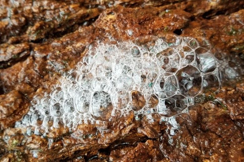 Closeup of tree foam at the Laurels Preserve