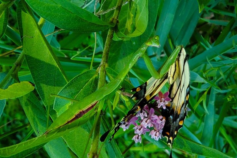 A Chinese mantis consuming an Eastern Tiger swallowtail butterfly