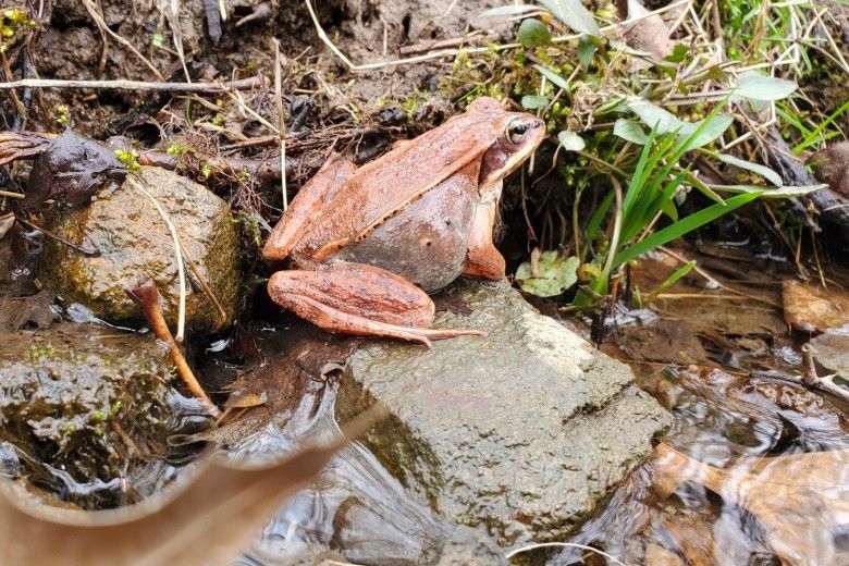 Wood frog (lithobates sylvaticus).  Photo by Kevin Fryberger.