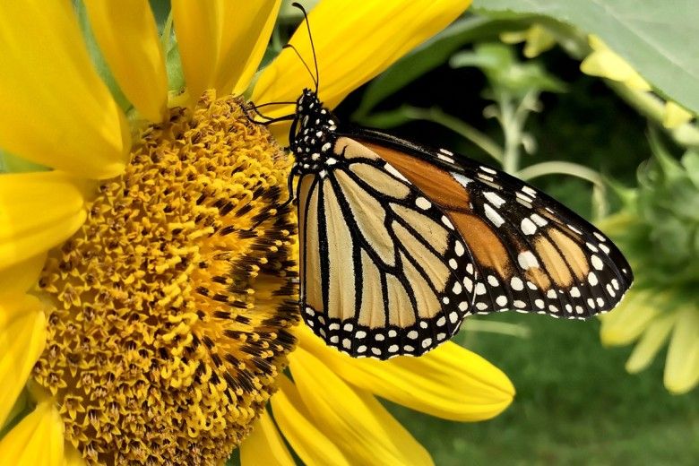 Butterflies Taste With Their Feet! - NWF