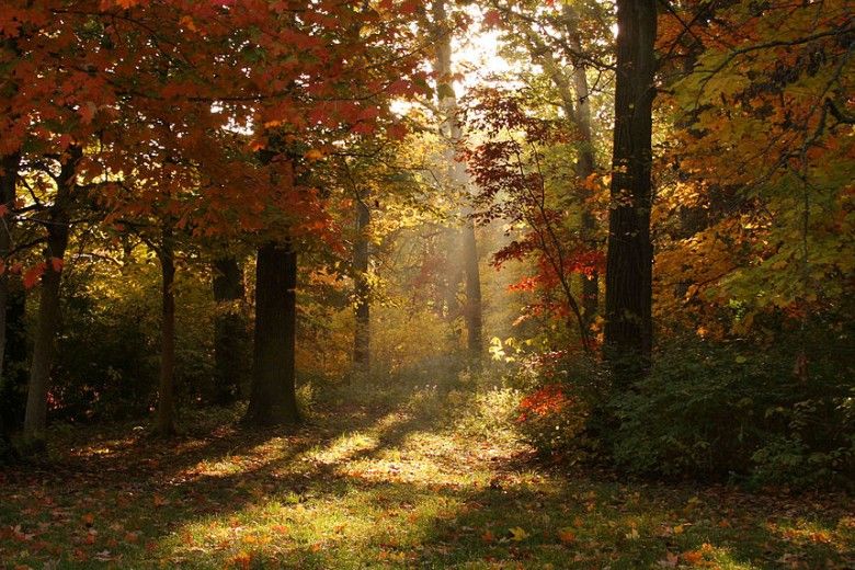 forest in autumn