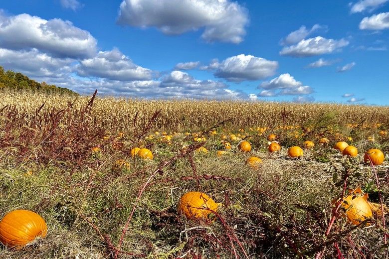 pumpkin patch with blue sky 