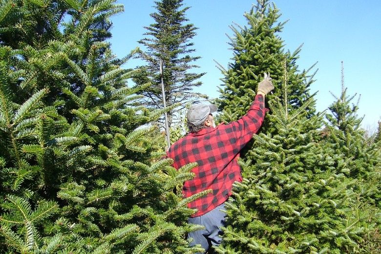 Man prunes live Christmas trees on a tree farm