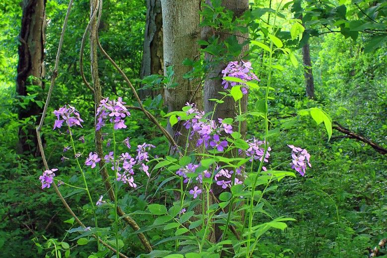 horizontal photo of Dame's rocket in the forest