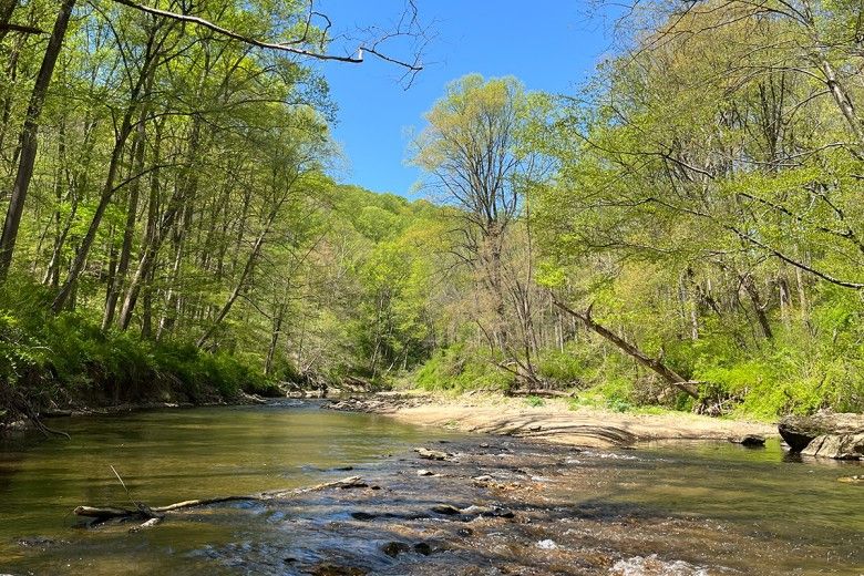 Wide shot of a creek surrounded by tall trees on a blue-sky day