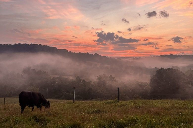 An cow grazes in an open field during the sunrise. 