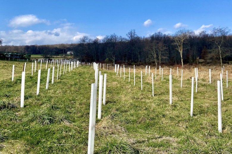 A green farm field with white poles in summer