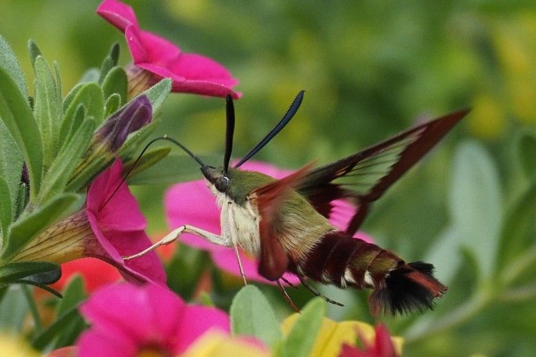 a moth pollinates a pink flower
