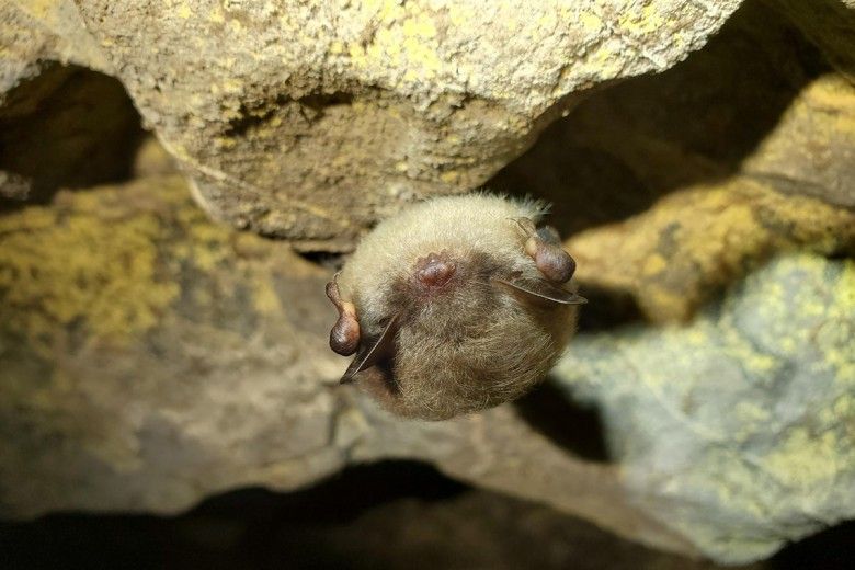 a sleeping bat hangs upside down in darkness with its wings folded