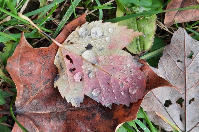 close-up image of colorful leaves covered in raindrops laying on green grass