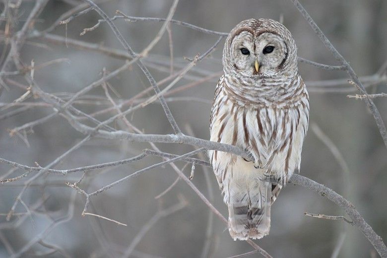 horizontal photo of a Great Barred Owl sitting on a winter branch
