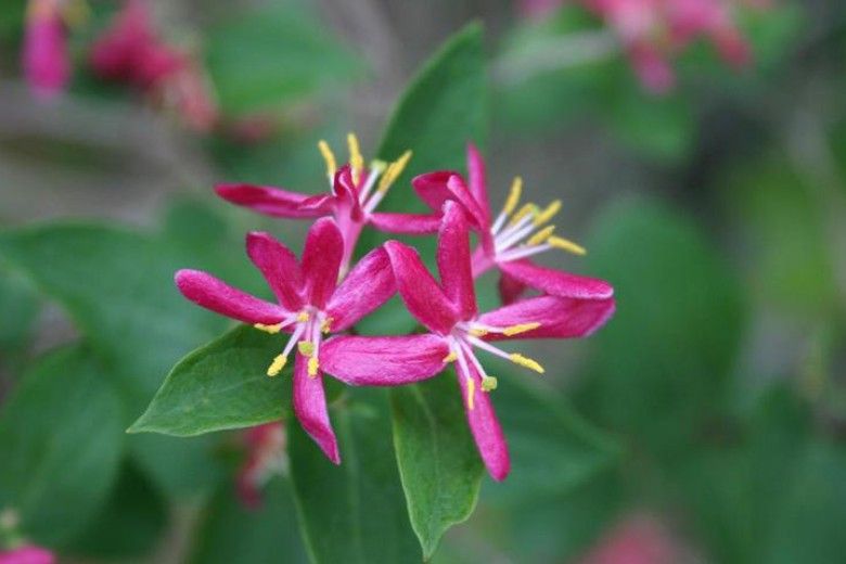 photo of a cluster of bright pink flowers with long white stems with yellow ends