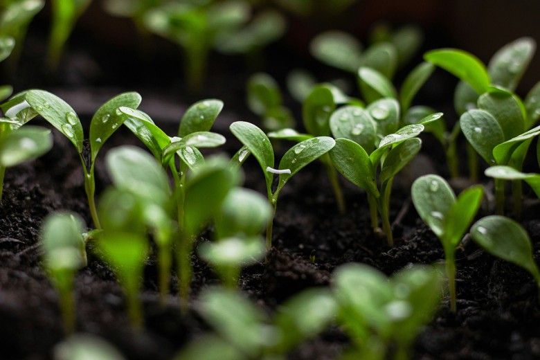 closeup photo of seedlings sprouting from soil