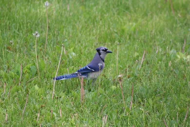 photo of a blue jay standing on a lawn with long grass and dandelions