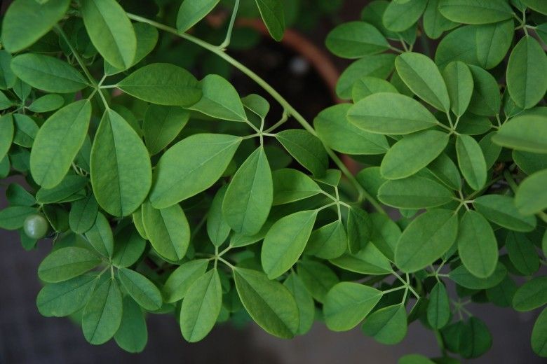 Photo of the chocolate vine plant, invasive perennial vine. It is covered in five green almond shaped leaves on a long winding stem.