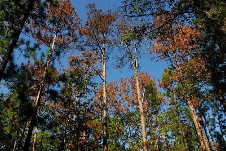 Southern Pine Beetle damage