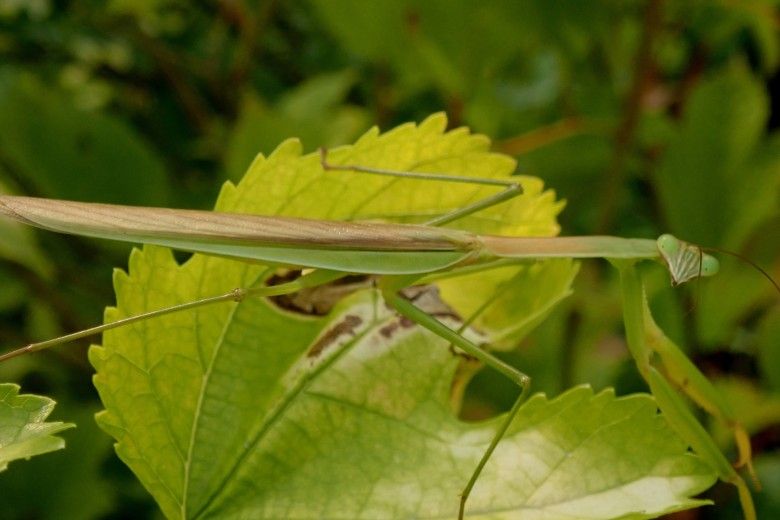 Chinese mantis (Tenodera sinensis). Image: Whitney Cranshaw, Colorado State University, Bugwood.org        