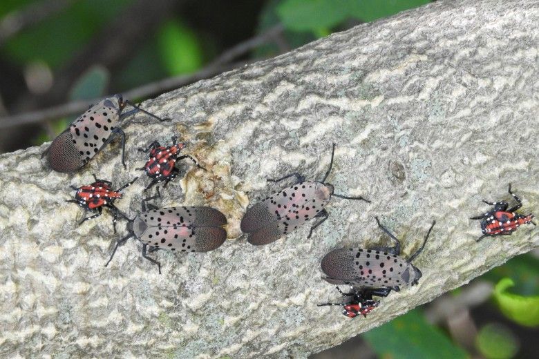 Spotted Lanternfly Hits New Stage: How To Spot The Pests In MD