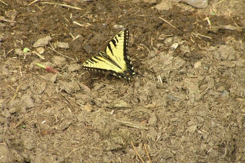 Butterfly Behavior | Brandywine Conservancy and Museum of Art