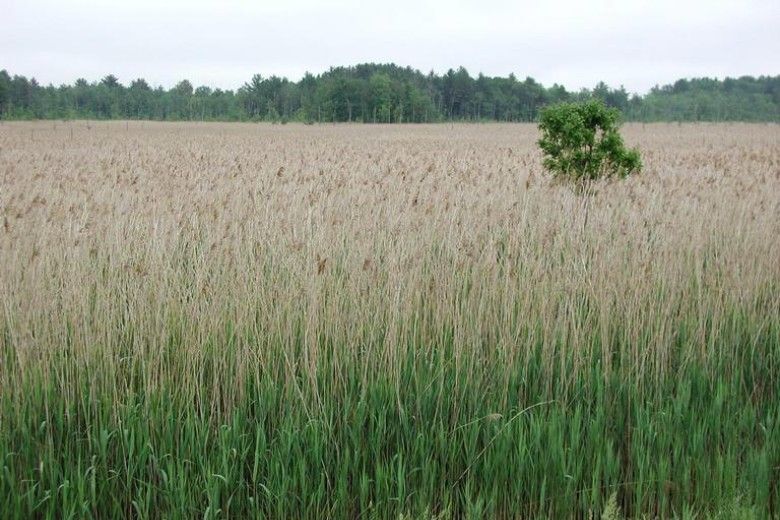 the Common Reed, an invasive species of plant that contains DMT