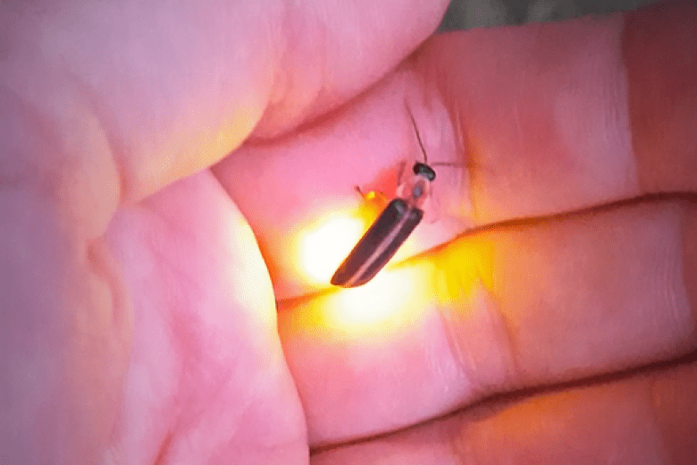 A glowing firefly sitting on a hand. Photo by Melissa Reckner