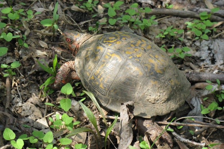 Eastern Box Turtle observed on an easement insepction in Willistown Township.  Photo by E. Dondero.