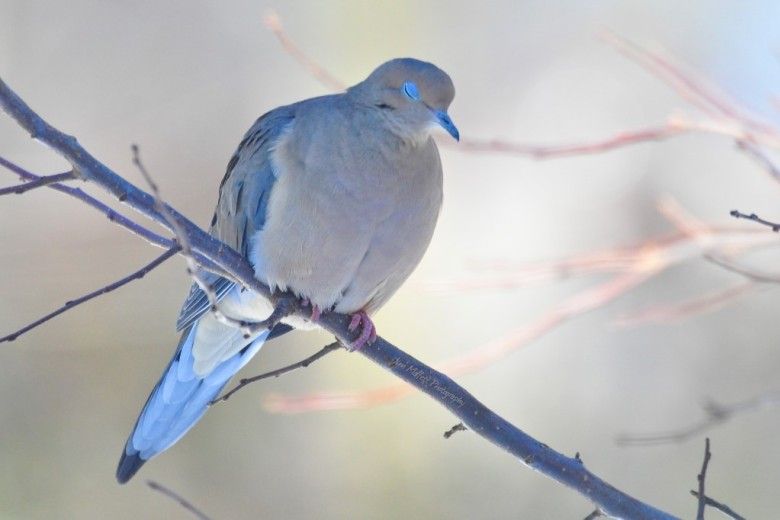 Mourning Dove. Jim Moffett Photography