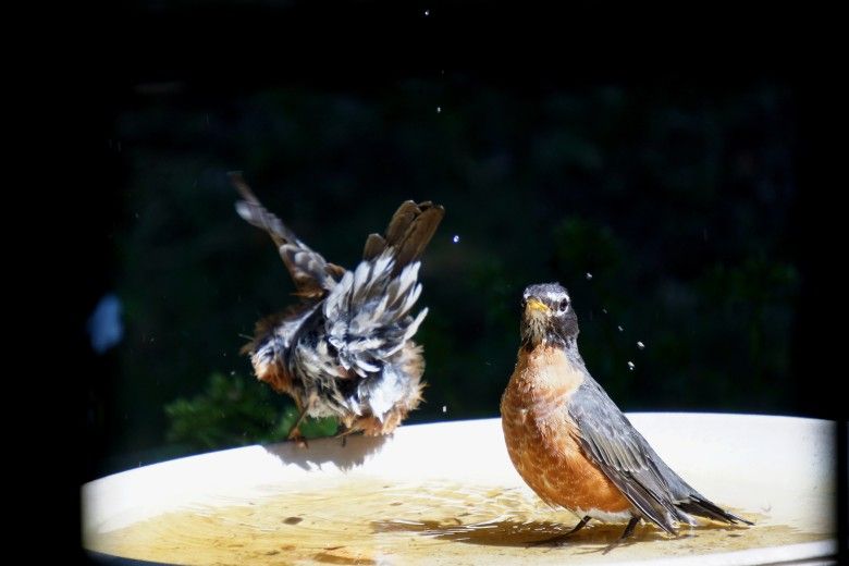 American Robins in a bird bath. Photo by Melissa Reckner.