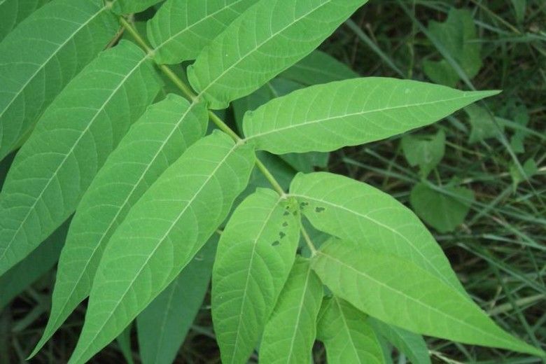 Tree-of-heaven (Ailanthus altissima) foliage. Photo credit: Richard Gardner, UMES, Bugwood.org