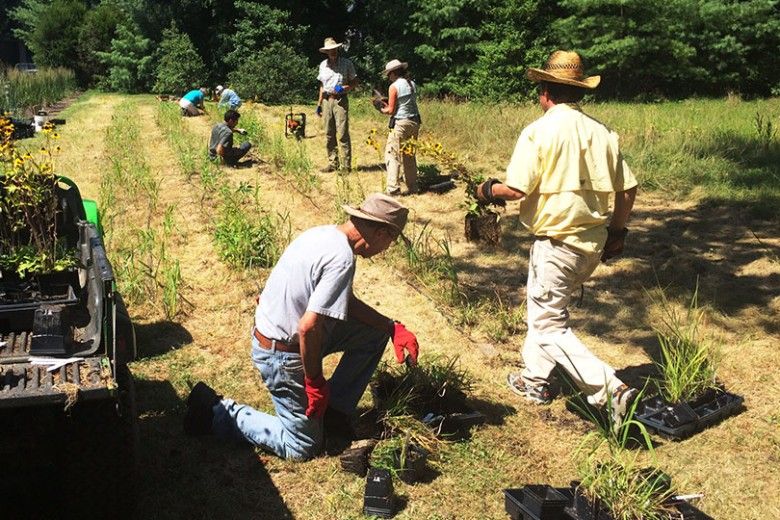 Meet the Monarch Migration Station  Brandywine Conservancy and Museum of  Art