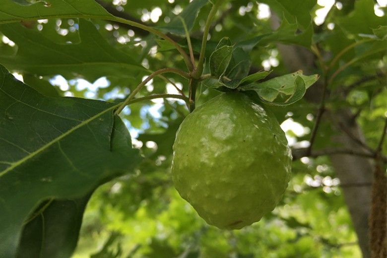 What's wrong with my plant? : Garden : University of Minnesota Extension