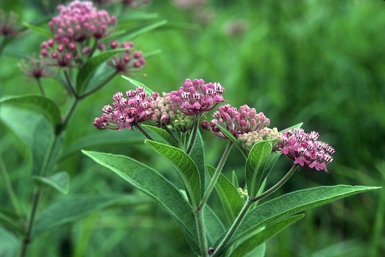 Asclepias incarnata