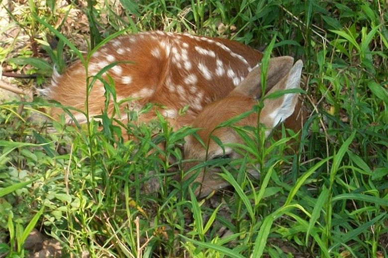 Hands Off is Best During Fawning Season | Brandywine Conservancy and ...