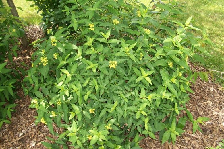 Featured Native Shrub Honeysuckle Brandywine Conservancy And Museum