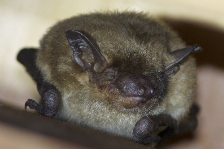 Little Brown Bat roosting at Waterloo Mills Preserve.  Photo courtesy of Holly Merker.