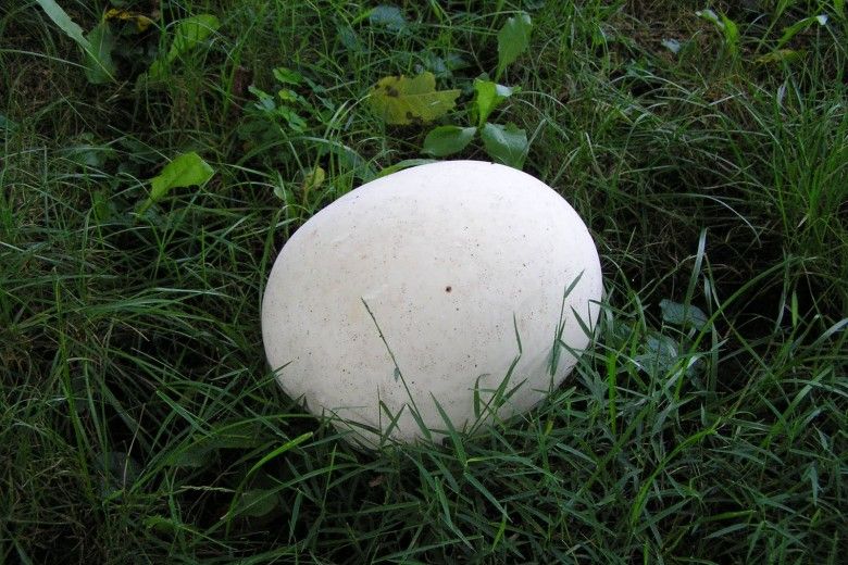 Giant puffball mushroom.  Photo by Vanessa Wallace.